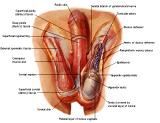 Anatomie:genitalie,geslachtsdelen,bekken,pubis,symphyse,ileum,tuber ischiadicus,sacrum,coccyx,obturator,gluteus,puborectalis,pubococcygeus,iliococcygeus,vas deferens,penis,vagina,uterus,prostaat,rectum, anus, sigmoid,denonvilliers,pelvis,testis,scrotum,corpus cavernosum,iliaca,aorta,suprarectalis,infrarectalis,haemorrhoiden,aambeien