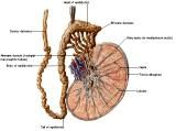 Anatomie:genitalie,geslachtsdelen,bekken,pubis,symphyse,ileum,tuber ischiadicus,sacrum,coccyx,obturator,gluteus,puborectalis,pubococcygeus,iliococcygeus,vas deferens,penis,vagina,uterus,prostaat,rectum, anus, sigmoid,denonvilliers,pelvis,testis,scrotum,corpus cavernosum,iliaca,aorta,suprarectalis,infrarectalis,haemorrhoiden,aambeien