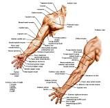 Anatomie:schouder,arm,elleboog,onderarm,pols,vinger,scapula,humerus,olecranon,radius,ulna,scaphoid,naviculare,metacarpus,falanx,phalanx,carpusnervus medianus,nervus axillaris,nervus radialis.