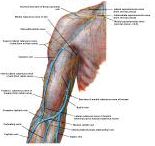 Anatomie:schouder,arm,elleboog,onderarm,pols,vinger,scapula,humerus,olecranon,radius,ulna,scaphoid,naviculare,metacarpus,falanx,phalanx,carpusnervus medianus,nervus axillaris,nervus radialis.