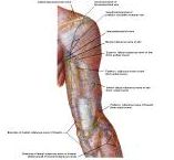 Anatomie:schouder,arm,elleboog,onderarm,pols,vinger,scapula,humerus,olecranon,radius,ulna,scaphoid,naviculare,metacarpus,falanx,phalanx,carpusnervus medianus,nervus axillaris,nervus radialis.