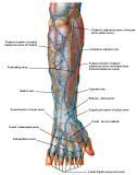 Anatomie:schouder,arm,elleboog,onderarm,pols,vinger,scapula,humerus,olecranon,radius,ulna,scaphoid,naviculare,metacarpus,falanx,phalanx,carpusnervus medianus,nervus axillaris,nervus radialis.