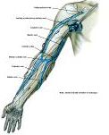 Anatomie:schouder,arm,elleboog,onderarm,pols,vinger,scapula,humerus,olecranon,radius,ulna,scaphoid,naviculare,metacarpus,falanx,phalanx,carpusnervus medianus,nervus axillaris,nervus radialis.