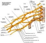 Anatomie:schouder,arm,elleboog,onderarm,pols,vinger,scapula,humerus,olecranon,radius,ulna,scaphoid,naviculare,metacarpus,falanx,phalanx,carpusnervus medianus,nervus axillaris,nervus radialis.