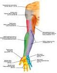 Anatomie:schouder,arm,elleboog,onderarm,pols,vinger,scapula,humerus,olecranon,radius,ulna,scaphoid,naviculare,metacarpus,falanx,phalanx,carpusnervus medianus,nervus axillaris,nervus radialis.