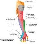 Anatomie:schouder,arm,elleboog,onderarm,pols,vinger,scapula,humerus,olecranon,radius,ulna,scaphoid,naviculare,metacarpus,falanx,phalanx,carpusnervus medianus,nervus axillaris,nervus radialis.