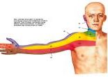 Anatomie:schouder,arm,elleboog,onderarm,pols,vinger,scapula,humerus,olecranon,radius,ulna,scaphoid,naviculare,metacarpus,falanx,phalanx,carpusnervus medianus,nervus axillaris,nervus radialis.