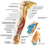 Anatomie:schouder,arm,elleboog,onderarm,pols,vinger,scapula,humerus,olecranon,radius,ulna,scaphoid,naviculare,metacarpus,falanx,phalanx,carpusnervus medianus,nervus axillaris,nervus radialis.