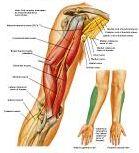 Anatomie:schouder,arm,elleboog,onderarm,pols,vinger,scapula,humerus,olecranon,radius,ulna,scaphoid,naviculare,metacarpus,falanx,phalanx,carpusnervus medianus,nervus axillaris,nervus radialis.