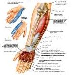 Anatomie:schouder,arm,elleboog,onderarm,pols,vinger,scapula,humerus,olecranon,radius,ulna,scaphoid,naviculare,metacarpus,falanx,phalanx,carpusnervus medianus,nervus axillaris,nervus radialis.