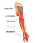 Anatomie:schouder,arm,elleboog,onderarm,pols,vinger,scapula,humerus,olecranon,radius,ulna,scaphoid,naviculare,metacarpus,falanx,phalanx,carpusnervus medianus,nervus axillaris,nervus radialis.