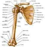 Anatomie:schouder,arm,elleboog,onderarm,pols,vinger,scapula,humerus,olecranon,radius,ulna,scaphoid,naviculare,metacarpus,falanx,phalanx,carpusnervus medianus,nervus axillaris,nervus radialis.