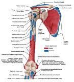 Anatomie:schouder,arm,elleboog,onderarm,pols,vinger,scapula,humerus,olecranon,radius,ulna,scaphoid,naviculare,metacarpus,falanx,phalanx,carpusnervus medianus,nervus axillaris,nervus radialis.