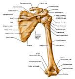 Anatomie:schouder,arm,elleboog,onderarm,pols,vinger,scapula,humerus,olecranon,radius,ulna,scaphoid,naviculare,metacarpus,falanx,phalanx,carpusnervus medianus,nervus axillaris,nervus radialis.