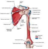 Anatomie:schouder,arm,elleboog,onderarm,pols,vinger,scapula,humerus,olecranon,radius,ulna,scaphoid,naviculare,metacarpus,falanx,phalanx,carpusnervus medianus,nervus axillaris,nervus radialis.