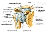 Anatomie:schouder,arm,elleboog,onderarm,pols,vinger,scapula,humerus,olecranon,radius,ulna,scaphoid,naviculare,metacarpus,falanx,phalanx,carpusnervus medianus,nervus axillaris,nervus radialis.