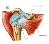 Anatomie:schouder,arm,elleboog,onderarm,pols,vinger,scapula,humerus,olecranon,radius,ulna,scaphoid,naviculare,metacarpus,falanx,phalanx,carpusnervus medianus,nervus axillaris,nervus radialis.