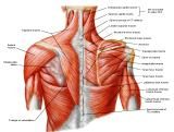 Anatomie:schouder,arm,elleboog,onderarm,pols,vinger,scapula,humerus,olecranon,radius,ulna,scaphoid,naviculare,metacarpus,falanx,phalanx,carpusnervus medianus,nervus axillaris,nervus radialis.