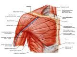 Anatomie:schouder,arm,elleboog,onderarm,pols,vinger,scapula,humerus,olecranon,radius,ulna,scaphoid,naviculare,metacarpus,falanx,phalanx,carpusnervus medianus,nervus axillaris,nervus radialis.