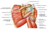 Anatomie:schouder,arm,elleboog,onderarm,pols,vinger,scapula,humerus,olecranon,radius,ulna,scaphoid,naviculare,metacarpus,falanx,phalanx,carpusnervus medianus,nervus axillaris,nervus radialis.