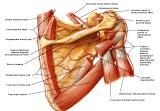 Anatomie:schouder,arm,elleboog,onderarm,pols,vinger,scapula,humerus,olecranon,radius,ulna,scaphoid,naviculare,metacarpus,falanx,phalanx,carpusnervus medianus,nervus axillaris,nervus radialis.