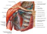 Anatomie:schouder,arm,elleboog,onderarm,pols,vinger,scapula,humerus,olecranon,radius,ulna,scaphoid,naviculare,metacarpus,falanx,phalanx,carpusnervus medianus,nervus axillaris,nervus radialis.