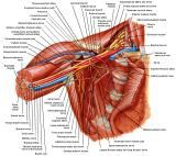 Anatomie:schouder,arm,elleboog,onderarm,pols,vinger,scapula,humerus,olecranon,radius,ulna,scaphoid,naviculare,metacarpus,falanx,phalanx,carpusnervus medianus,nervus axillaris,nervus radialis.