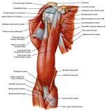 Anatomie:schouder,arm,elleboog,onderarm,pols,vinger,scapula,humerus,olecranon,radius,ulna,scaphoid,naviculare,metacarpus,falanx,phalanx,carpusnervus medianus,nervus axillaris,nervus radialis.