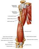 Anatomie:schouder,arm,elleboog,onderarm,pols,vinger,scapula,humerus,olecranon,radius,ulna,scaphoid,naviculare,metacarpus,falanx,phalanx,carpusnervus medianus,nervus axillaris,nervus radialis.