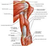 Anatomie:schouder,arm,elleboog,onderarm,pols,vinger,scapula,humerus,olecranon,radius,ulna,scaphoid,naviculare,metacarpus,falanx,phalanx,carpusnervus medianus,nervus axillaris,nervus radialis.