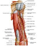 Anatomie:schouder,arm,elleboog,onderarm,pols,vinger,scapula,humerus,olecranon,radius,ulna,scaphoid,naviculare,metacarpus,falanx,phalanx,carpusnervus medianus,nervus axillaris,nervus radialis.