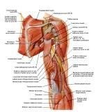 Anatomie:schouder,arm,elleboog,onderarm,pols,vinger,scapula,humerus,olecranon,radius,ulna,scaphoid,naviculare,metacarpus,falanx,phalanx,carpusnervus medianus,nervus axillaris,nervus radialis.