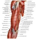 Anatomie:schouder,arm,elleboog,onderarm,pols,vinger,scapula,humerus,olecranon,radius,ulna,scaphoid,naviculare,metacarpus,falanx,phalanx,carpusnervus medianus,nervus axillaris,nervus radialis.