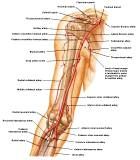 Anatomie:schouder,arm,elleboog,onderarm,pols,vinger,scapula,humerus,olecranon,radius,ulna,scaphoid,naviculare,metacarpus,falanx,phalanx,carpusnervus medianus,nervus axillaris,nervus radialis.