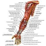 Anatomie:schouder,arm,elleboog,onderarm,pols,vinger,scapula,humerus,olecranon,radius,ulna,scaphoid,naviculare,metacarpus,falanx,phalanx,carpusnervus medianus,nervus axillaris,nervus radialis.