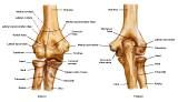 Anatomie:schouder,arm,elleboog,onderarm,pols,vinger,scapula,humerus,olecranon,radius,ulna,scaphoid,naviculare,metacarpus,falanx,phalanx,carpusnervus medianus,nervus axillaris,nervus radialis.