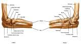 Anatomie:schouder,arm,elleboog,onderarm,pols,vinger,scapula,humerus,olecranon,radius,ulna,scaphoid,naviculare,metacarpus,falanx,phalanx,carpusnervus medianus,nervus axillaris,nervus radialis.