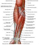 Anatomie:schouder,arm,elleboog,onderarm,pols,vinger,scapula,humerus,olecranon,radius,ulna,scaphoid,naviculare,metacarpus,falanx,phalanx,carpusnervus medianus,nervus axillaris,nervus radialis.