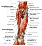 Anatomie:schouder,arm,elleboog,onderarm,pols,vinger,scapula,humerus,olecranon,radius,ulna,scaphoid,naviculare,metacarpus,falanx,phalanx,carpusnervus medianus,nervus axillaris,nervus radialis.