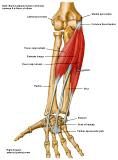 Anatomie:schouder,arm,elleboog,onderarm,pols,vinger,scapula,humerus,olecranon,radius,ulna,scaphoid,naviculare,metacarpus,falanx,phalanx,carpusnervus medianus,nervus axillaris,nervus radialis.