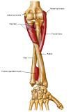 Anatomie:schouder,arm,elleboog,onderarm,pols,vinger,scapula,humerus,olecranon,radius,ulna,scaphoid,naviculare,metacarpus,falanx,phalanx,carpusnervus medianus,nervus axillaris,nervus radialis.