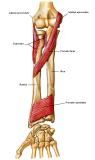 Anatomie:schouder,arm,elleboog,onderarm,pols,vinger,scapula,humerus,olecranon,radius,ulna,scaphoid,naviculare,metacarpus,falanx,phalanx,carpusnervus medianus,nervus axillaris,nervus radialis.