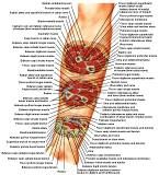 Anatomie:schouder,arm,elleboog,onderarm,pols,vinger,scapula,humerus,olecranon,radius,ulna,scaphoid,naviculare,metacarpus,falanx,phalanx,carpusnervus medianus,nervus axillaris,nervus radialis.