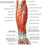 Anatomie:schouder,arm,elleboog,onderarm,pols,vinger,scapula,humerus,olecranon,radius,ulna,scaphoid,naviculare,metacarpus,falanx,phalanx,carpusnervus medianus,nervus axillaris,nervus radialis.