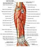 Anatomie:schouder,arm,elleboog,onderarm,pols,vinger,scapula,humerus,olecranon,radius,ulna,scaphoid,naviculare,metacarpus,falanx,phalanx,carpusnervus medianus,nervus axillaris,nervus radialis.