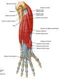 Anatomie:schouder,arm,elleboog,onderarm,pols,vinger,scapula,humerus,olecranon,radius,ulna,scaphoid,naviculare,metacarpus,falanx,phalanx,carpusnervus medianus,nervus axillaris,nervus radialis.