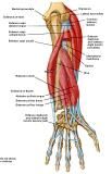 Anatomie:schouder,arm,elleboog,onderarm,pols,vinger,scapula,humerus,olecranon,radius,ulna,scaphoid,naviculare,metacarpus,falanx,phalanx,carpusnervus medianus,nervus axillaris,nervus radialis.