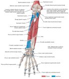 Anatomie:schouder,arm,elleboog,onderarm,pols,vinger,scapula,humerus,olecranon,radius,ulna,scaphoid,naviculare,metacarpus,falanx,phalanx,carpusnervus medianus,nervus axillaris,nervus radialis.