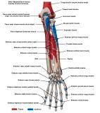 Anatomie:schouder,arm,elleboog,onderarm,pols,vinger,scapula,humerus,olecranon,radius,ulna,scaphoid,naviculare,metacarpus,falanx,phalanx,carpusnervus medianus,nervus axillaris,nervus radialis.