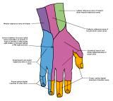 Anatomie:schouder,arm,elleboog,onderarm,pols,vinger,scapula,humerus,olecranon,radius,ulna,scaphoid,naviculare,metacarpus,falanx,phalanx,carpusnervus medianus,nervus axillaris,nervus radialis.